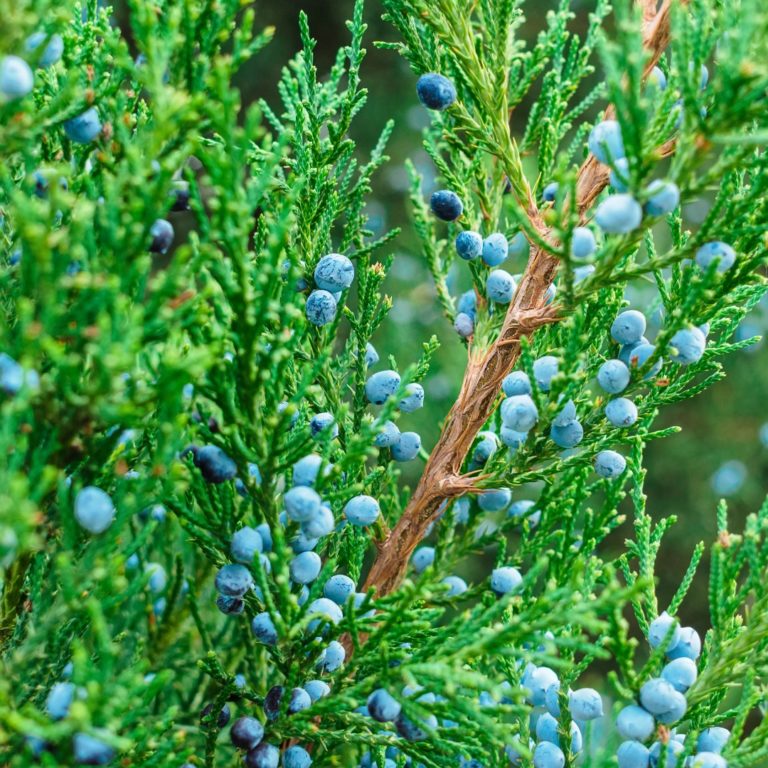 Juniperus Virginiana Eastern Red Cedar Butterfly Effect Farm