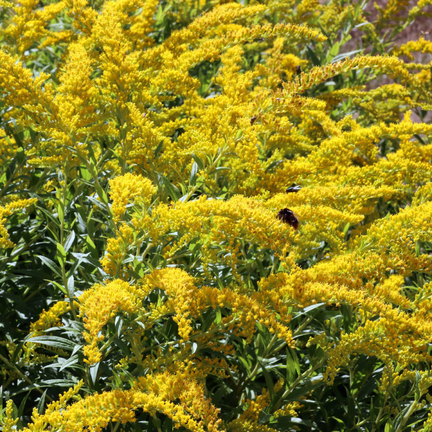 Solidago caesia (wreath goldenrod, blue-stemmed goldenrod) – Butterfly ...