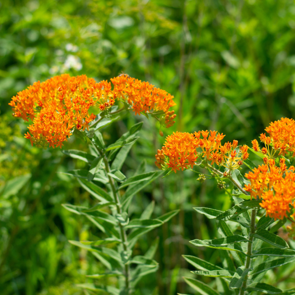 Asclepias Tuberosa Butterfly Milkweed Butterfly Effect Farm