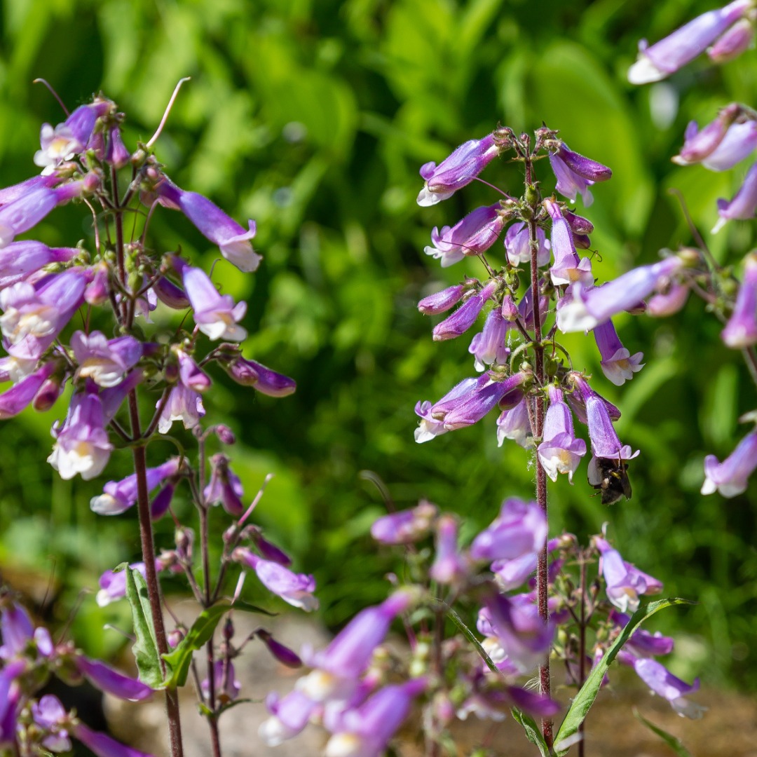 Penstemon Hirsutus Hairy Beardtongue Northeastern Beardtongue