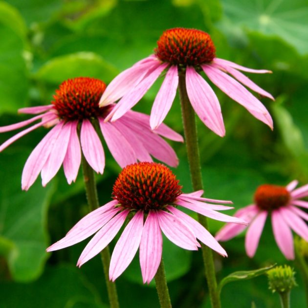 Echinacea purpurea (purple coneflower) – Butterfly Effect Farm