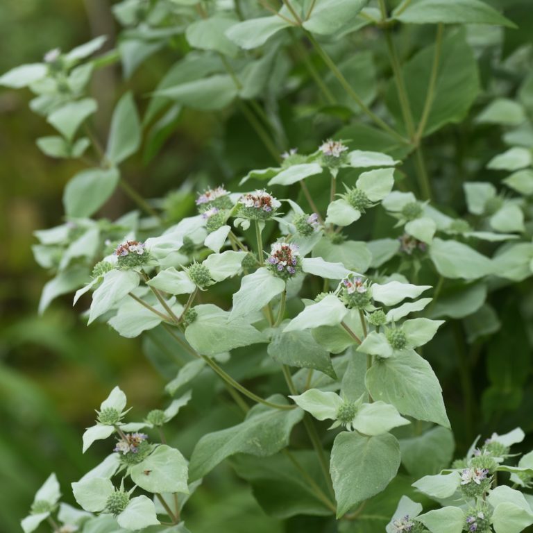 Pycnanthemum Muticum (short-toothed Mountain Mint) – Butterfly Effect Farm