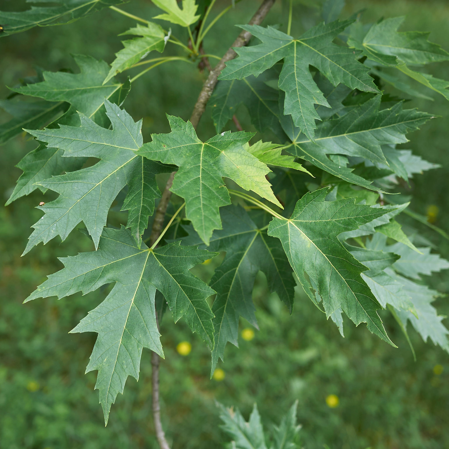 Acer saccharinum (silver maple) – Butterfly Effect Farm