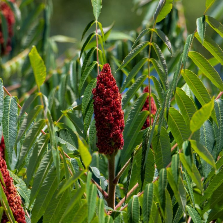 Rhus glabra (smooth sumac) – Butterfly Effect Farm