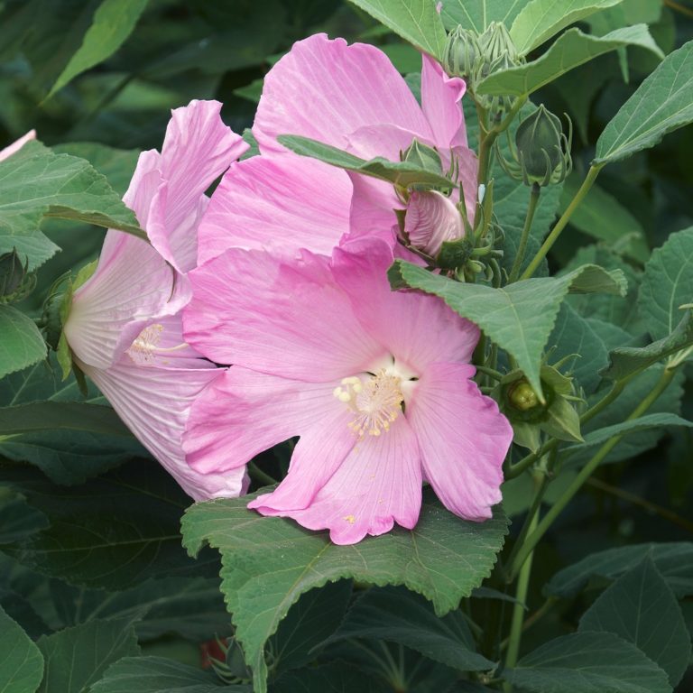 Hibiscus Moscheutos Swamp Rose Mallow Butterfly Effect Farm 7297