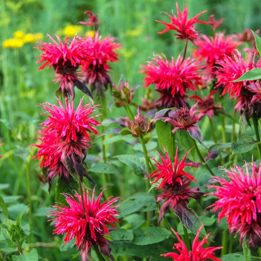 Monarda didyma (scarlet beebalm) – Butterfly Effect Farm