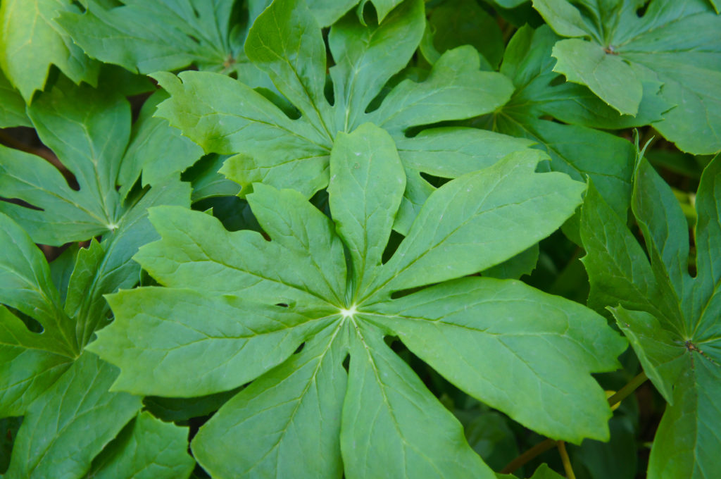 Podophyllum peltatum (mandrake, May-apple) – Butterfly Effect Farm