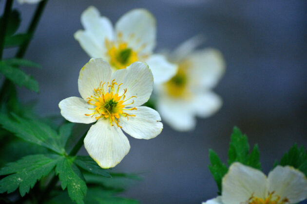 Trollius laxus (American globeflower)