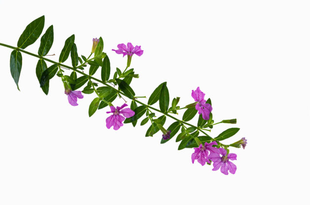 Lythrum alatum (winged loosestrife)