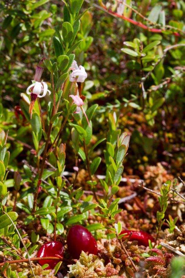 Vaccinium macrocarpon (large cranberry)