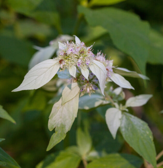 Pycnanthemum incanum (hoary mountain mint)