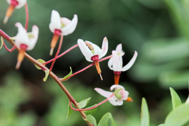 Vaccinium macrocarpon (large cranberry) - Image 2