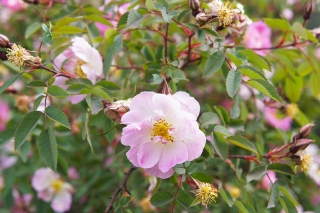 Rosa palustris (swamp rose)