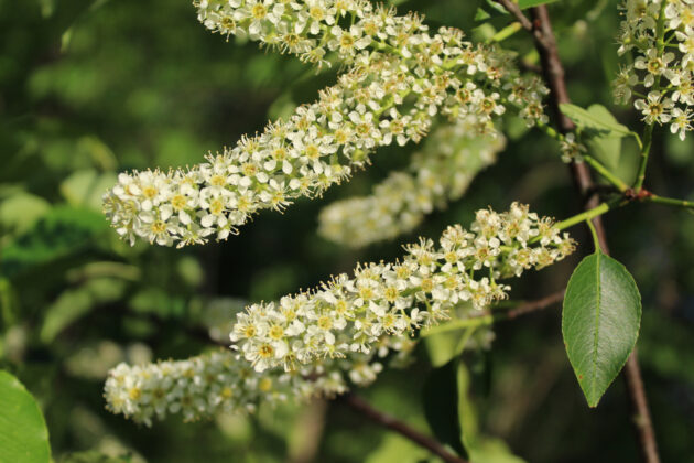 Prunus virginiana (choke cherry)