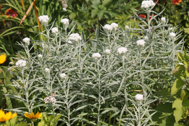 Anaphalis margaritacea (pearly everlasting)