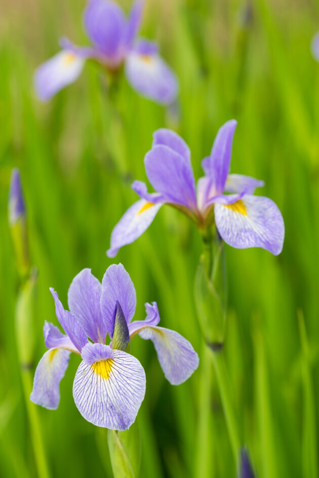 Iris versicolor (blue flag iris)