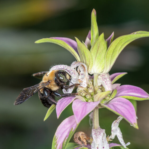 Monarda punctata ssp. punctata  (spotted beebalm)