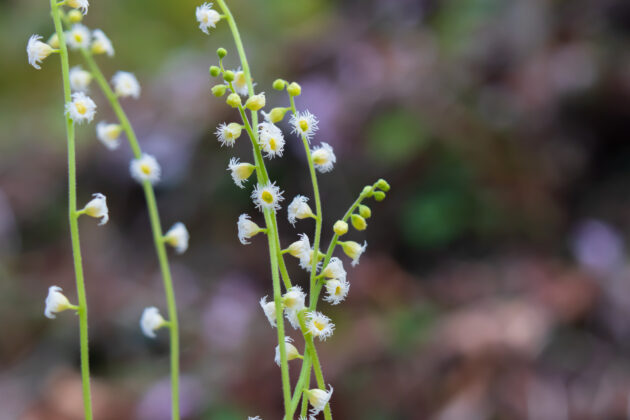 Mitella diphylla (bishop's-cap, twoleaf miterwort)