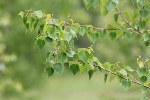 Betula populifolia (gray birch)