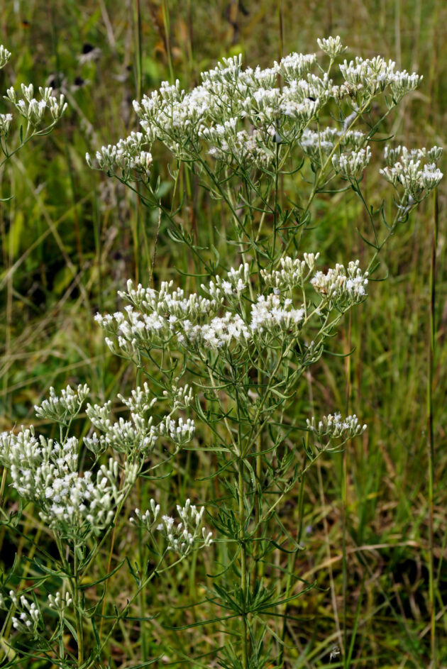 Eupatorium hyssopifolium (hyssop-leaved boneset)