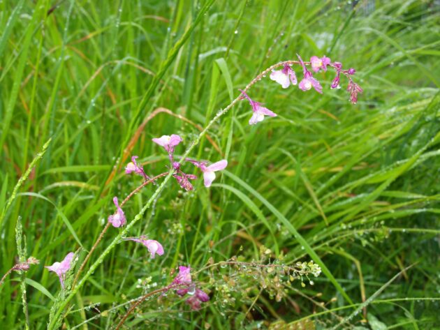 Desmodium canadense (showy tick-trefoil)