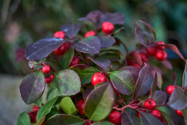 Gaultheria procumbens (wintergreen berry)