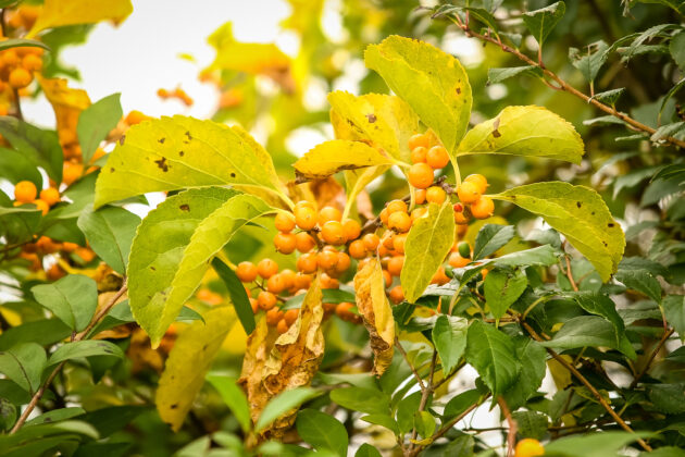 Celastrus scandens (American bittersweet) - Image 2