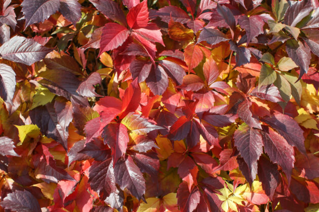 Parthenocissus quinquefolia (Virginia-creeper, woodbine)