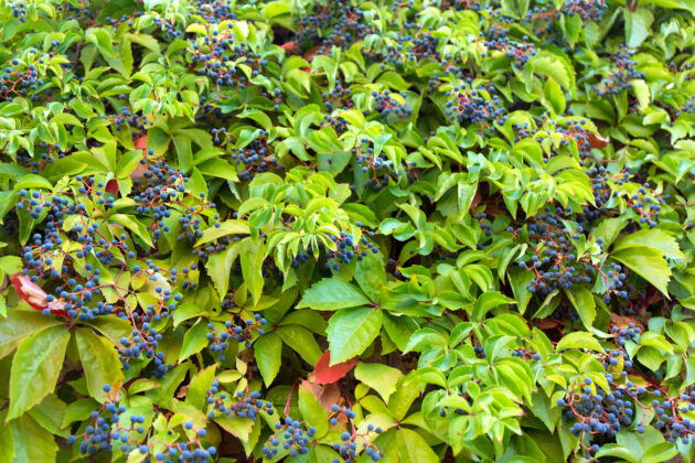 Parthenocissus quinquefolia (Virginia-creeper, woodbine) - Image 2