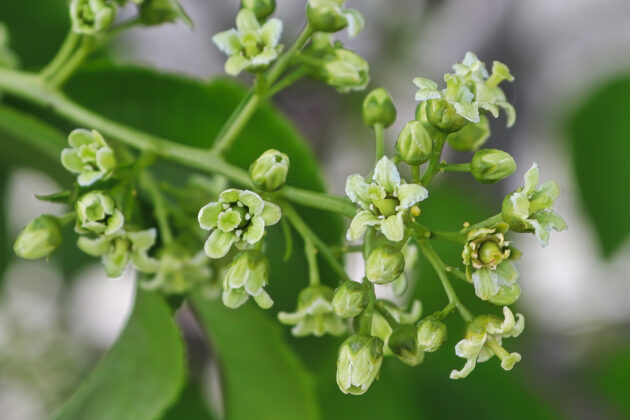 Celastrus scandens (American bittersweet)