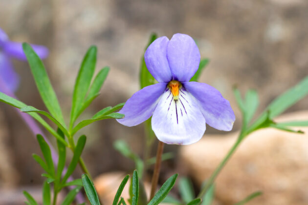 Viola pedata (bird-foot violet)