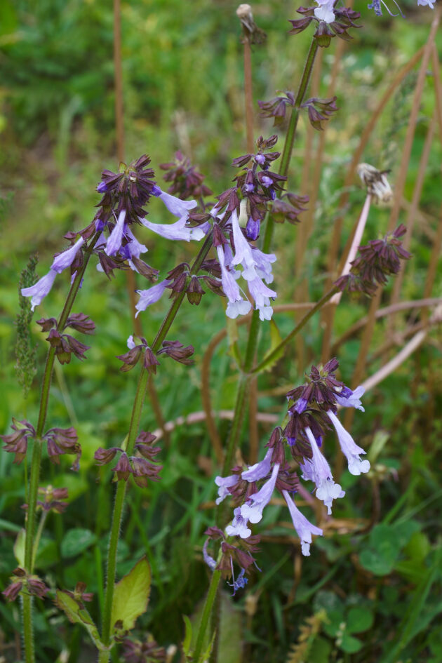 Salvia lyrata (lyre-leaved sage)