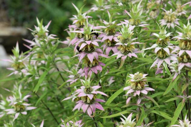 Monarda punctata ssp. punctata  (spotted beebalm) - Image 2