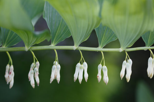 Polygonatum biflorum (King Solomon's seal)