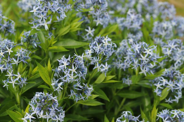 Amsonia tabernaemontana (eastern bluestar)