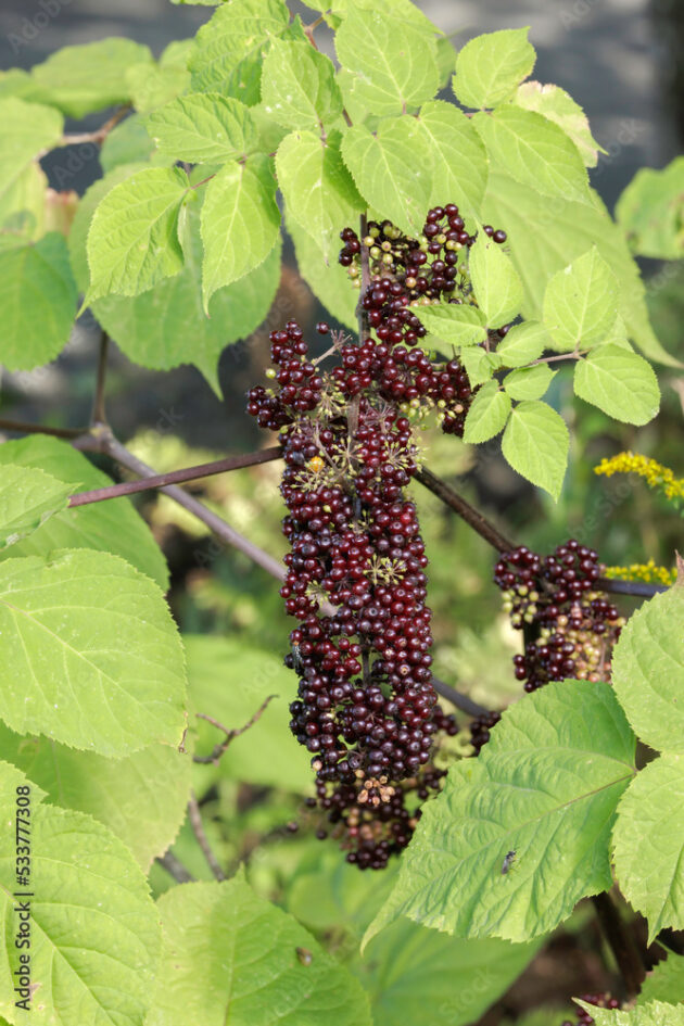 Aralia racemosa (American spikenard)