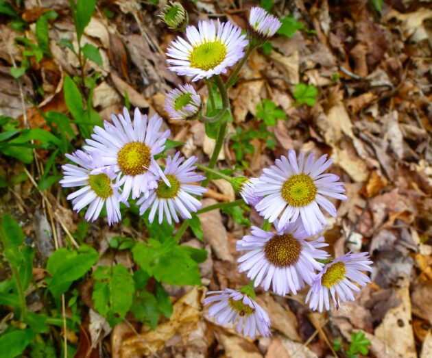 Erigeron pulchellus (Robin's plantain, fleabane)