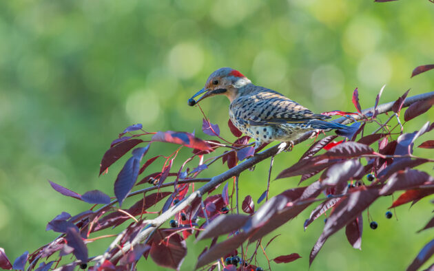 Prunus virginiana (choke cherry) - Image 2