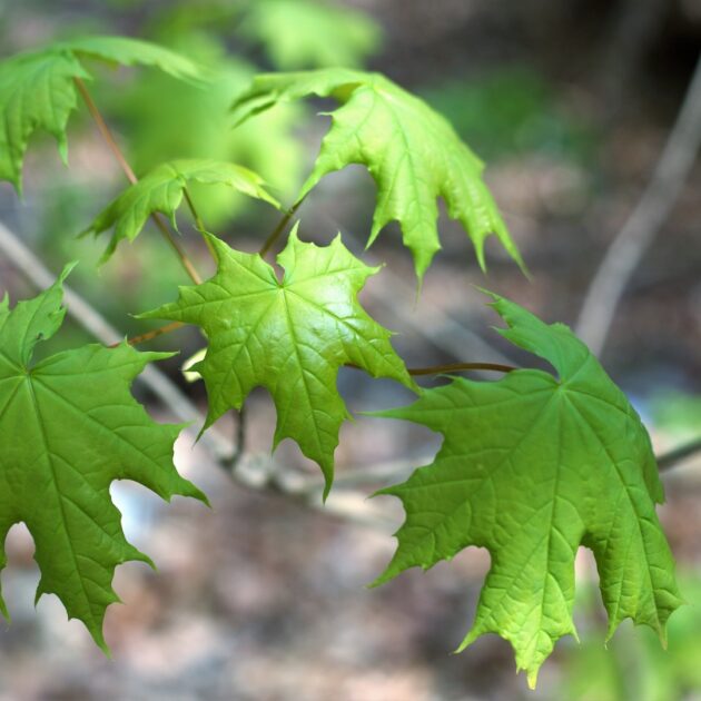 Acer saccharum (sugar maple)