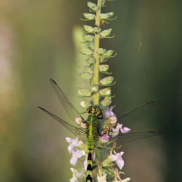 Teucrium canadense (american germander)