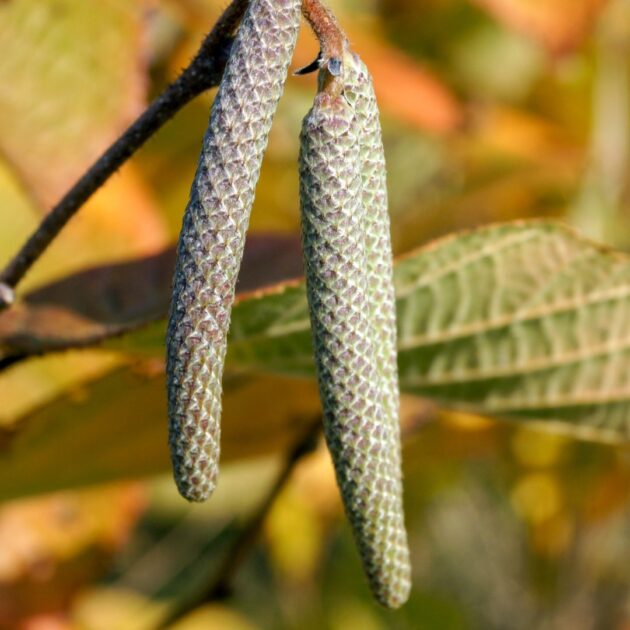 Corylus americana (american hazelnut)