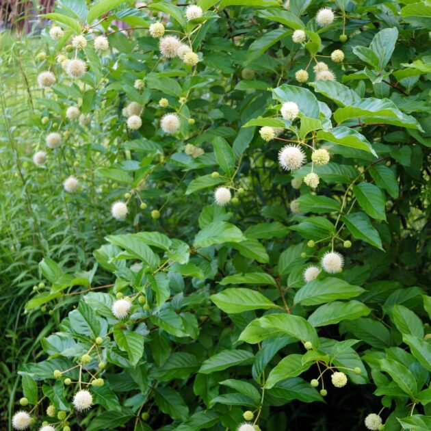 Cephalanthus occidentalis (buttonbush)