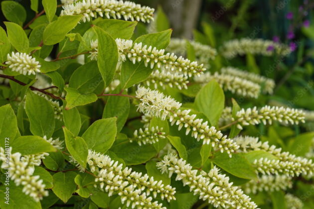 Clethra alnifolia (sweet pepperbush)