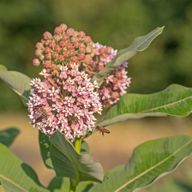 Asclepias syrica (common milkweed)