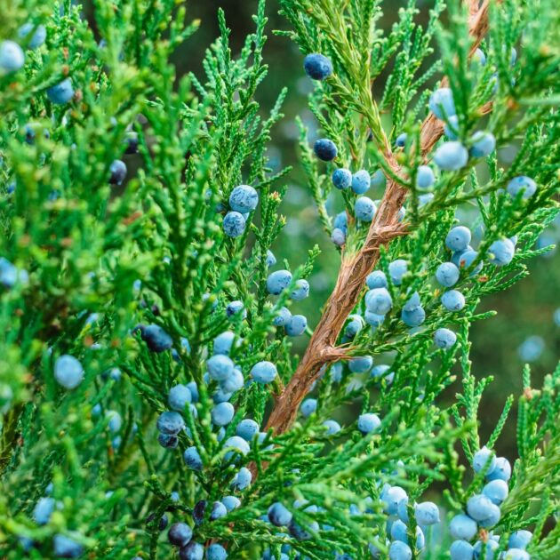 Juniperus virginiana (eastern red cedar)