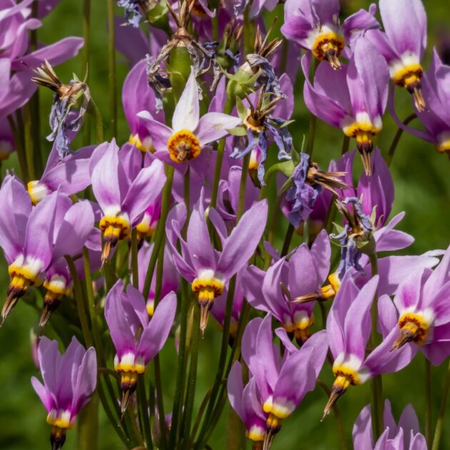 Dodecatheon meadia (eastern shooting star)