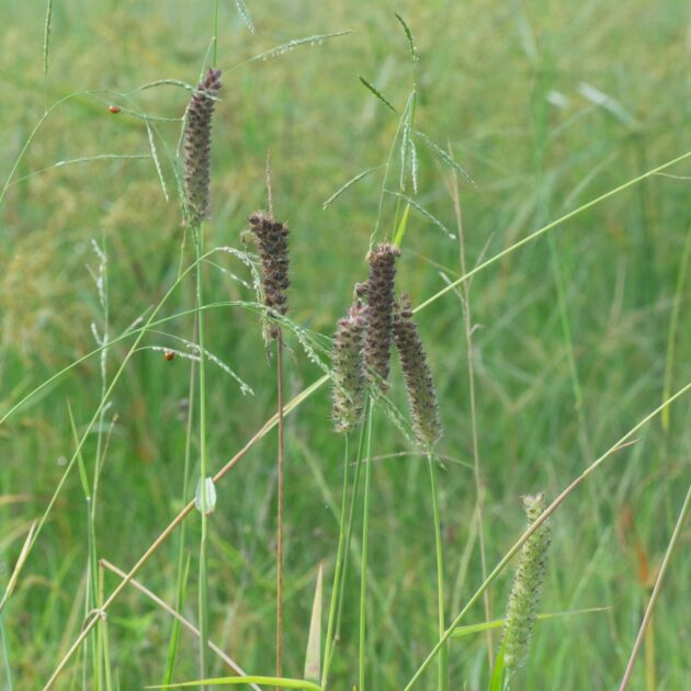 Carex vulpinoidea (fox sedge)