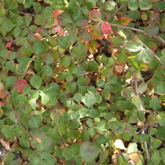 Rhus aromatica (fragrant sumac)