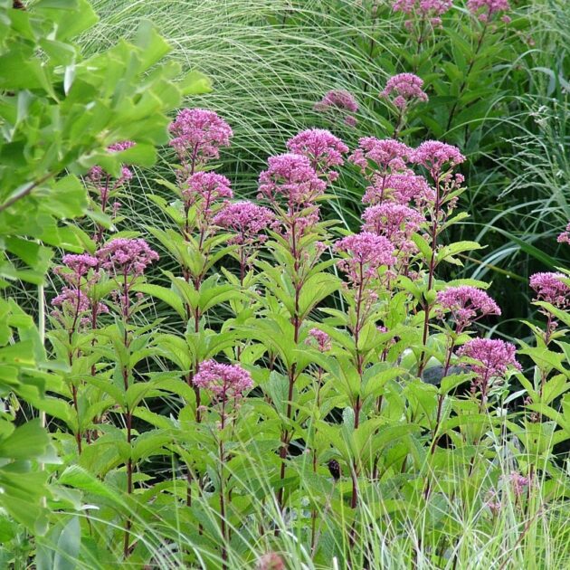 Eutrochium fistulosum (joe-pye weed)