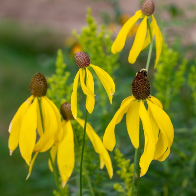 Ratibida pinnata (prairie coneflower)